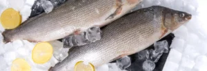 Свежемороженая рыба от SibiFood